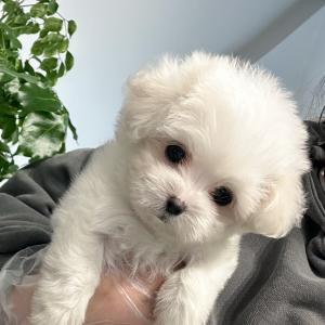 꼬숑꼬숑 공주님 분양해용