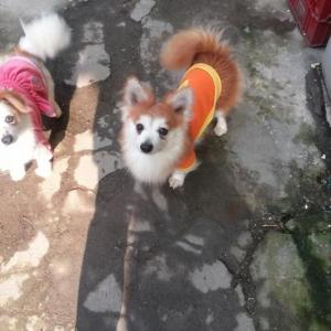 전주시 완산구 교동에서 잃어버린 강아지 두마리 찾아요!