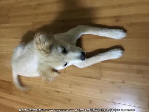 부산 해운대 오산공원근처발견 골든리트리버믹스추정 여아 주인찾습니다