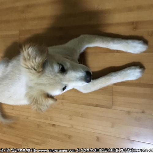 부산 해운대 오산공원근처발견 골든리트리버믹스추정 여아 주인찾습니다