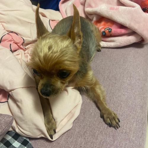 화성시 병점 강아지 보호중입니다.