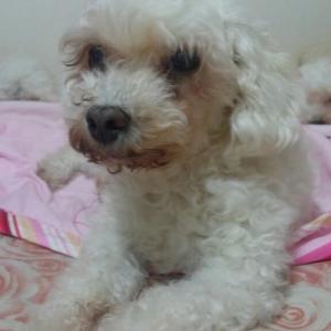 흰색푸들 강아지를 찾습니다