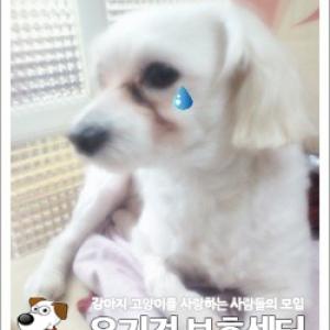 강아지 앵두를 찾아주세요