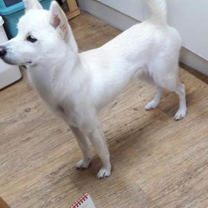 세화리 백구 분실