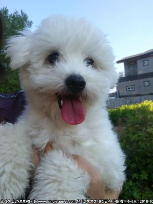 구미 문성 비숑?? 말티즈?? 보호중입니다.