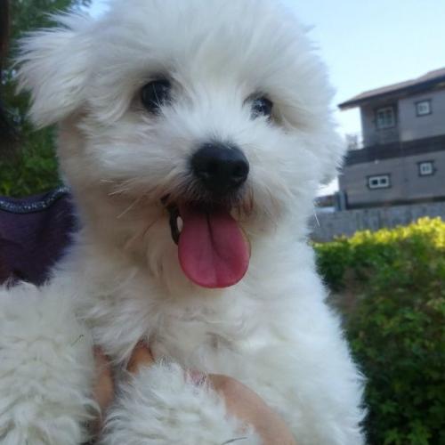 구미 문성 비숑?? 말티즈?? 보호중입니다.