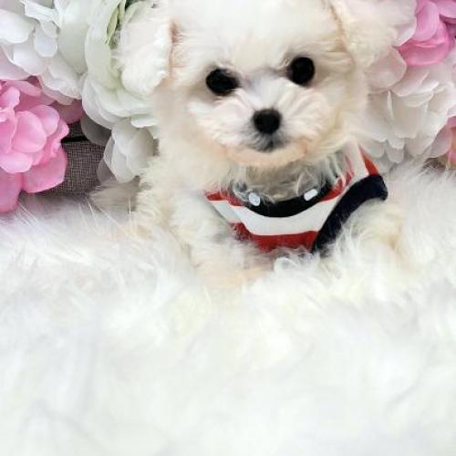 ♡ 비숑프리제 ♡  ♡ 2개월령 아기 분양보내용~! ♡