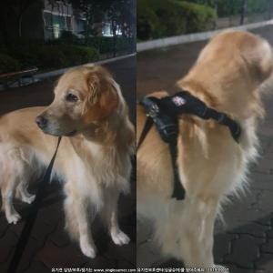 서울 신림 / 난곡중학교 인근 골든리트리버 잃어버렸습니다. 도와주세요