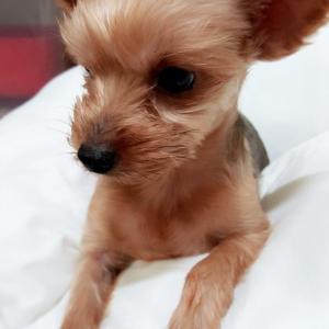 강아지,찾습니다