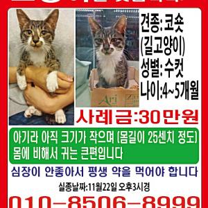 울산 달동 왕생로 목화예식장뒷편에서 잃어버린냥ㅇ