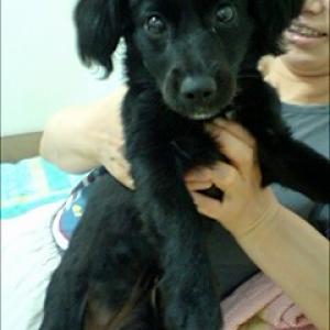 검정색 강아지 찾습니다