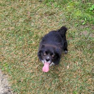 충북 음성군 소중한 가족을 찾습니다.(검정색 믹스견)