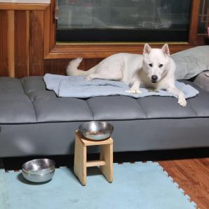 진도믹스 남매를 찾습니다