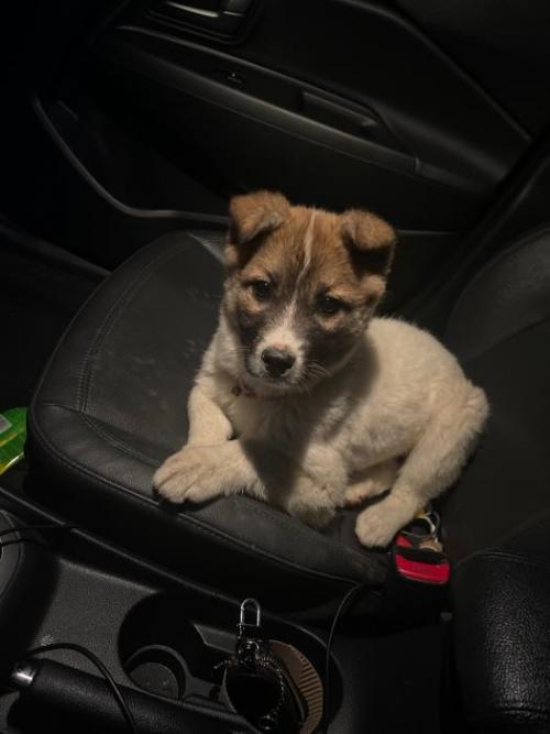 (당진 신평도로)어린강아지 믹스견 암컷 보호중