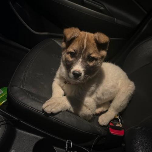 (당진 신평도로)어린강아지 믹스견 암컷 보호중