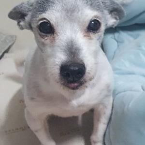 12년째 가족같이 키운 저희 강아지좀찾아주세요