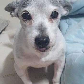 12년째 가족같이 키운 저희 강아지좀찾아주세요