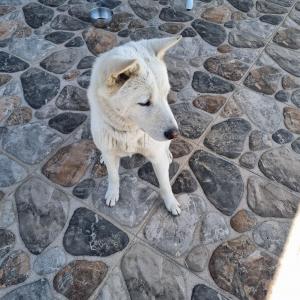 진돗개 찾습니다