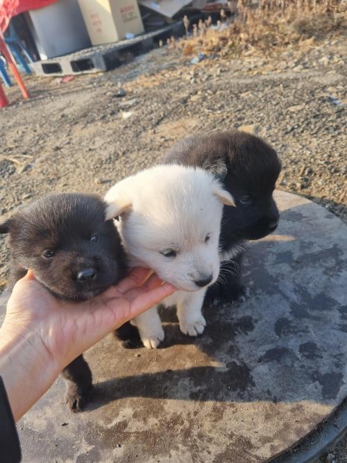 (경기도 화성)생후1개월 믹스 새끼강아지 무료분양합니다.