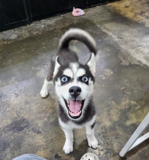 허스키 책임비용 5만원입니다