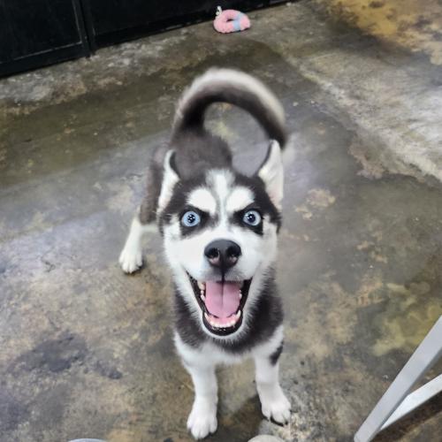 허스키 책임비용 5만원입니다