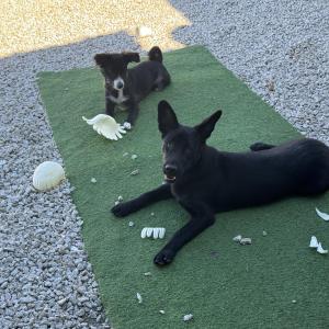 포천깜돌이 찾아요