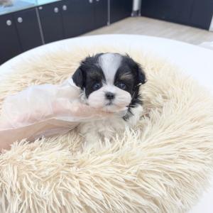 귀여운 외모 순둥순둥한 성격 말티츄분양 보내요~