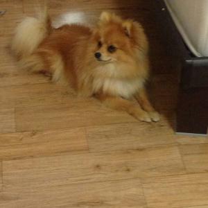 포메리안 둥이를찾습니다