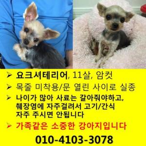 요크셔(봄이) 찾아요!