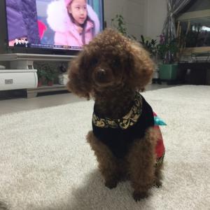4세 토이푸들 깐초를 찾아요 ㅜㅜ