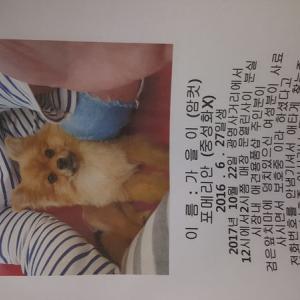 경기도 광명사거리 갈색 포메리안 찾습니다