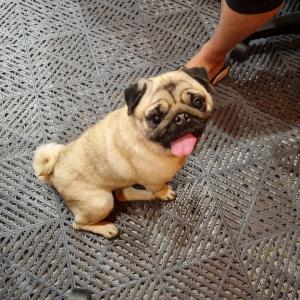 강아치 찾습니다