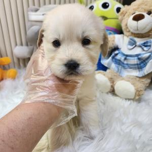 골든리트리버분양 2개월령 공주님 국민 천사견 골댕이분양 리트리버분양