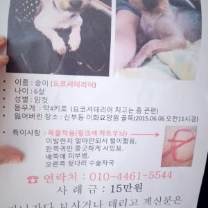 천안 요키(여) 를찾습니다.