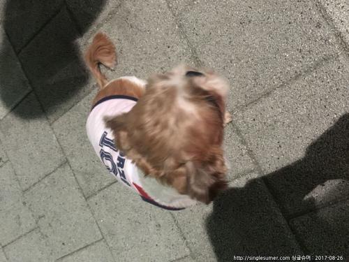 부평시장역쪽 강아지보호중