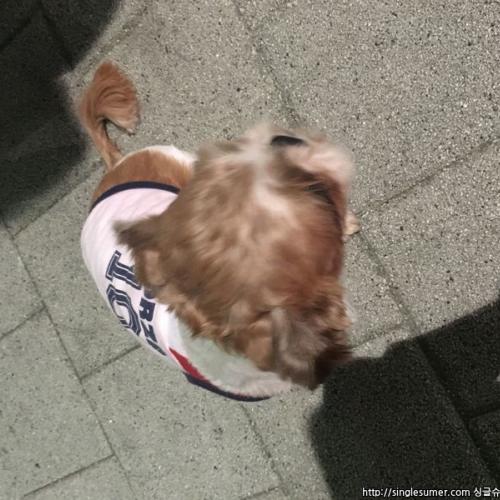 부평시장역쪽 강아지보호중