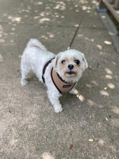 파장동 만석공원 근처 유기견