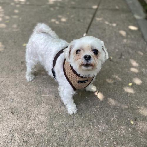 파장동 만석공원 근처 유기견