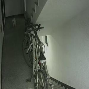 고양시 화정동 말티즈 여자아이 찾아요