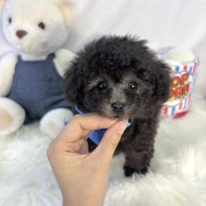 ( 45만원 ) 우아한 은빛 컬러 실버푸들 왕자님을 만나보세요