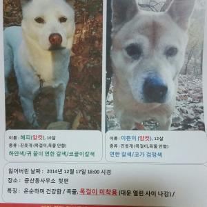 진돗개(믹스견)황구,백구찾아요
