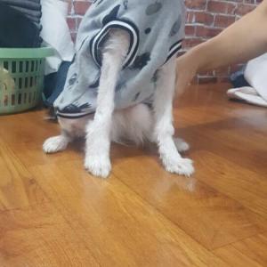 스피츠 찾습니다