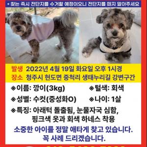 강이지를 찾습니다