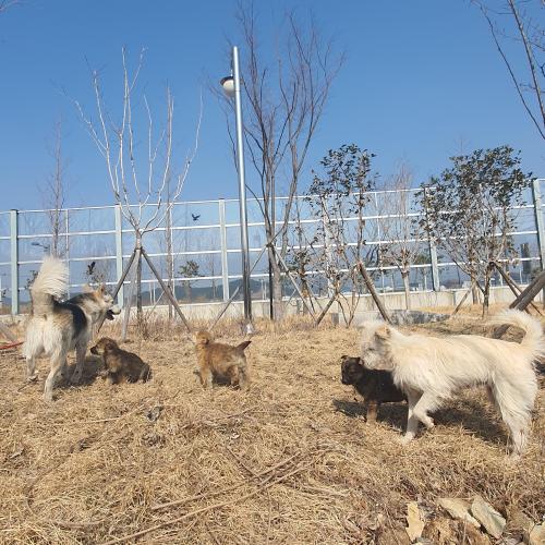 ★★ 새끼 강아지 믹스견 3마리 입양 보내고싶어요 ★★