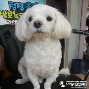 [전남 진도군 조도면 읍구길] 마르티즈(말티즈) 3살 또리를 찾습니다.