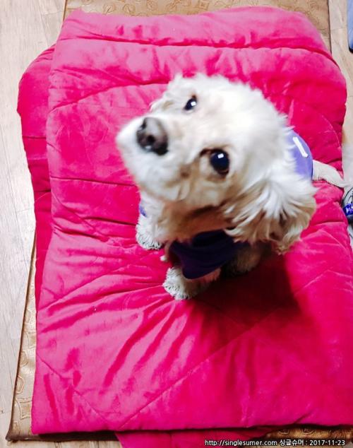 여 코카 5살경 푸른옷 서울 주인찾습니다