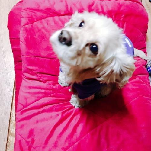 여 코카 5살경 푸른옷 서울 주인찾습니다