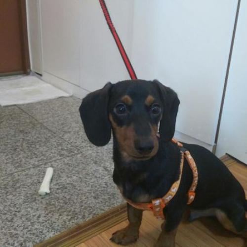 서울 성북구 정릉 부근 닥스훈트 보호중