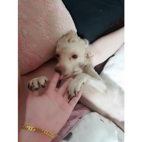 강아지 찾습니다
