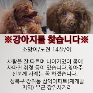 소망이를 찾습니다.